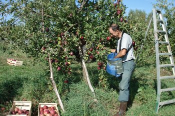 Pommes anciennes Verger de Leycuras en Corr&egrave;ze dans le limousin