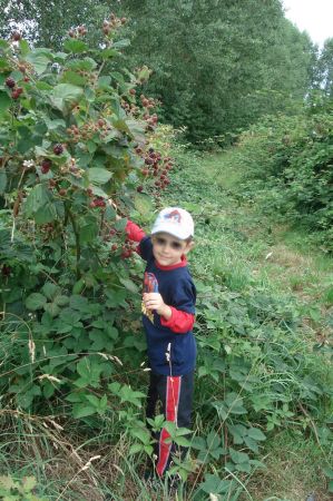 D&eacute;couverte et cueillette des framboises